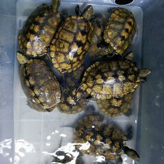 イシガメ　アダルト　繁殖シーズン間近！　生体交換可