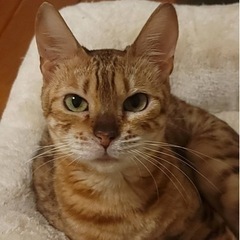 ベンガル　女の子