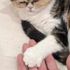 猫カフェに一緒に行ってくれる方募集😻 - 千葉市