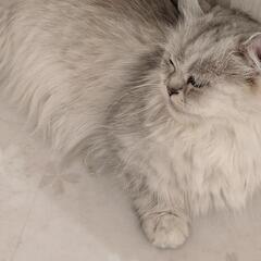 猫カフェに一緒に行ってくれる方募集😻 − 千葉県