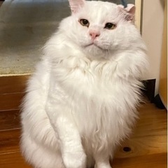 初めての人にもゴロニャンです。（糸島市）