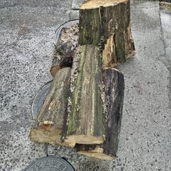 切り株差し上げます。の画像
