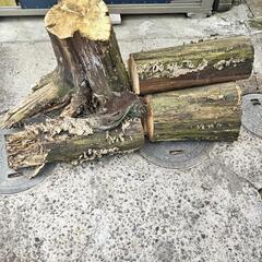 切り株差し上げます。の画像