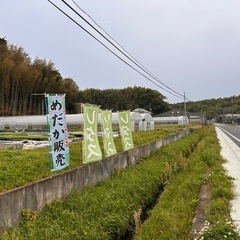 メダカ　無人販売の画像