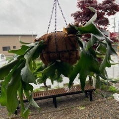 観葉植物ビカクシダ