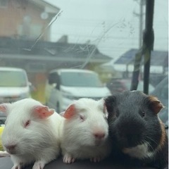 決まりました‼️【急募】モルモット3匹引き取ってくれる方募集　1...