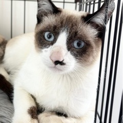🐈ちょび髭リクくん🐈
