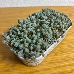 多肉植物各種＆プラ鉢の画像