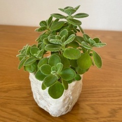 多肉植物各種＆プラ鉢の画像
