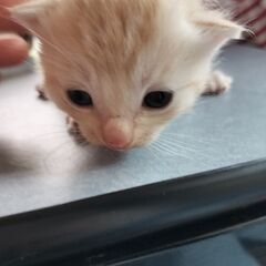 里親募集しています - 猫