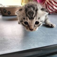 里親募集しています − 千葉県