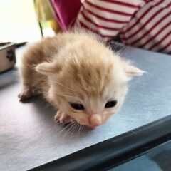 里親募集しています