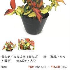 テイカカズラ(黄金錦)の画像