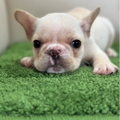 🌼フレンチブルドッグ(♀)🌼 No.2 写真更新済み