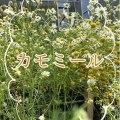 ハーブ好きさんへ、カモミールたくさん
