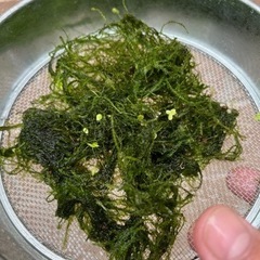 水草　ウィーローモス