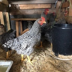 鶏 配合飼料