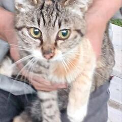 ●子猫　メス　３、４ヶ月
