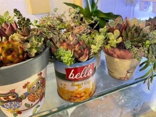 多肉植物 フリーマーケット出店