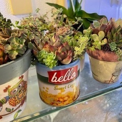 多肉植物 フリーマーケット出店