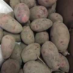 じゃがいも　種芋②の画像