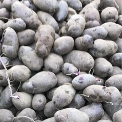 じゃがいも　種芋②