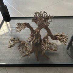 アクアリウム　水槽の画像