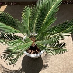 ソテツの画像