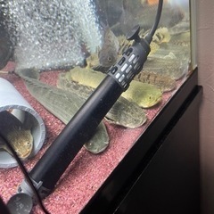 熱帯魚引き取り、買い取りします。