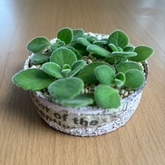 リメ缶付き　アロマティカス