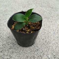 ホトトギス　ダルマ葉、白花2本