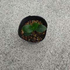 ホトトギス　ダルマ葉、白花2本の画像