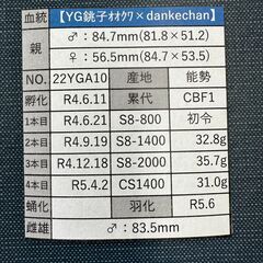 ☆能勢YG血統オオクワガタ成虫ペア83.5mm&52.5mm☆の画像