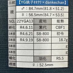 ☆能勢YG血統オオクワガタ成虫ペア83.5mm&52.5mm☆の画像