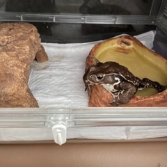 アズマヒキガエル