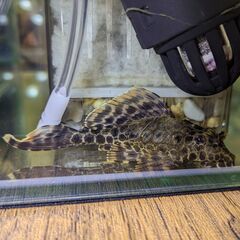 熱帯魚 ブッシー・プレコ いかがですか？ （無料）