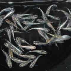 サボテン　メダカ　10匹