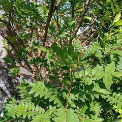 木の芽 山椒の葉 大きめ100枚