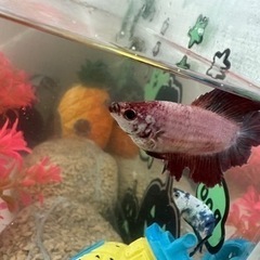 【商談中】熱帯魚　ベタ　