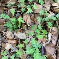 モミジ　こぼれ種　実生苗　2本100円〜の画像