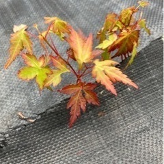 モミジ　こぼれ種　実生苗　2本100円〜