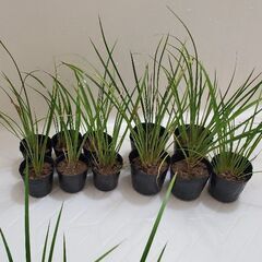 セキショウ　水生植物　ビオトープ　盆栽