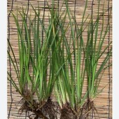 セキショウ　水生植物　ビオトープ　盆栽の画像