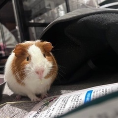 諸事情で飼育が難しくなったため（モルモット♂、デグー♂︎︎ ♀）