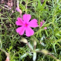 芝桜挿し穂