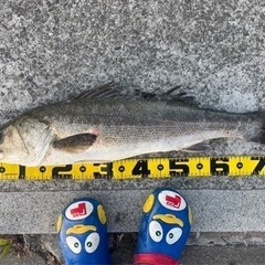 釣りLINEグループメンバー募集。再開。 - メンバー募集