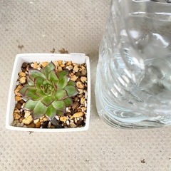 多肉⭐︎韓国苗⭐︎レッドハートの画像