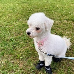 受付中断　保護犬　メス