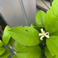 アゲハ蝶の幼虫