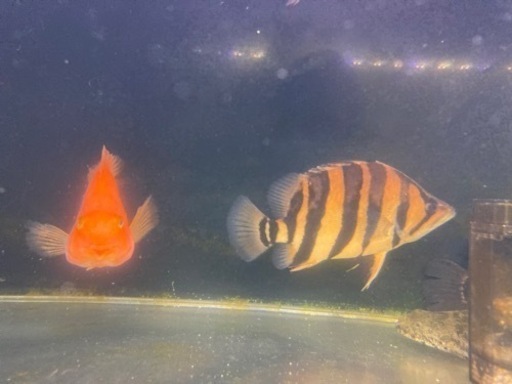 ダトニオプラスワン